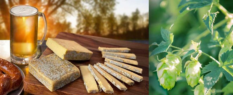 hops flavor cheddar cheese