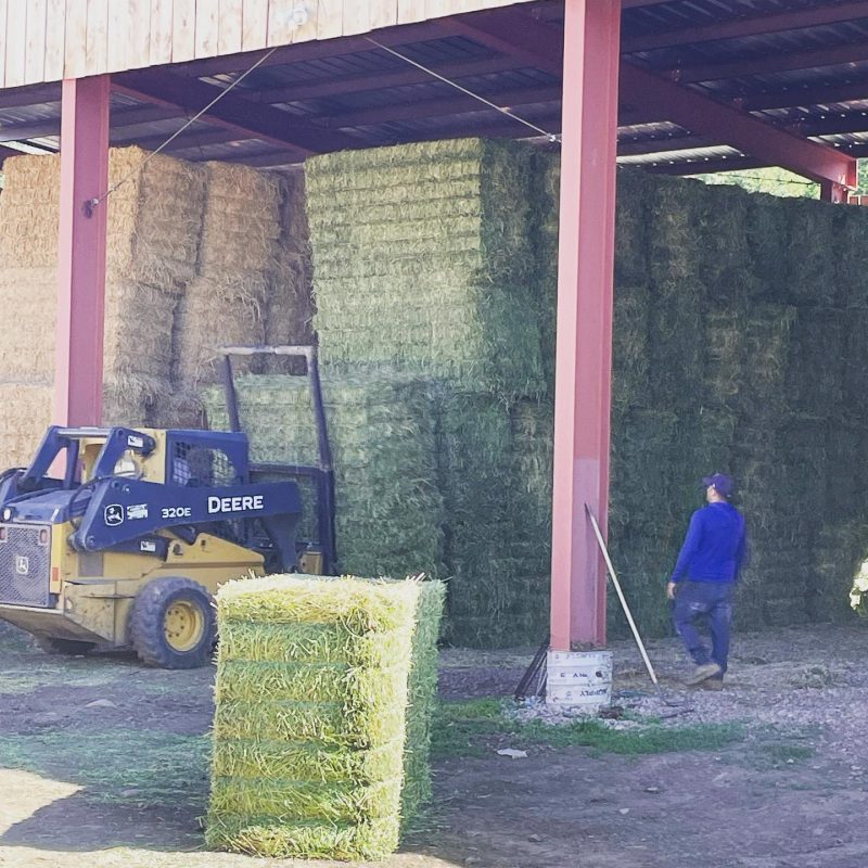 alfalfa harvest Gold Creek Farms