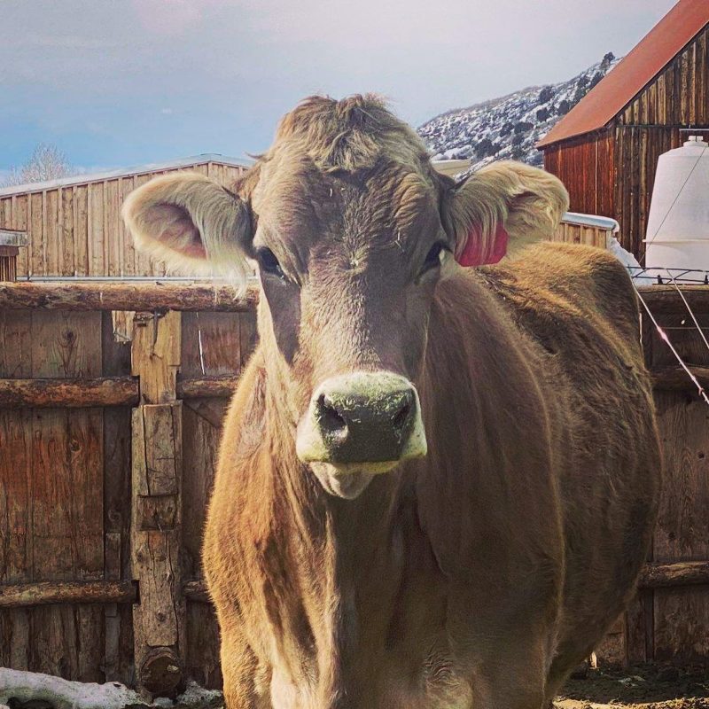 Tolla the cow's birthday 2 years old