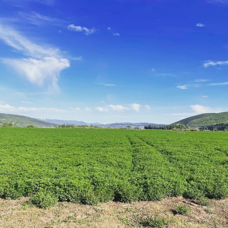Healthy cows eat home grown alfalfa at Gold Creek Farms