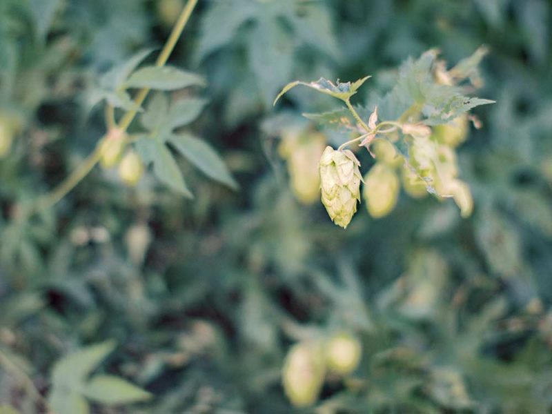 Wild hops