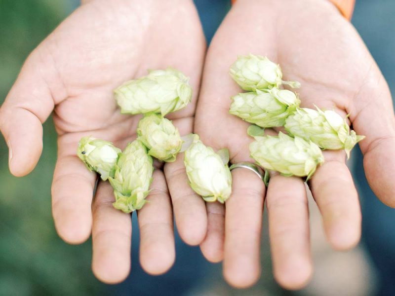 Hops