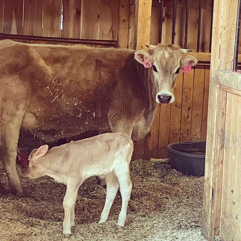 Gracie with baby Greta, Gold Creek Farms cows